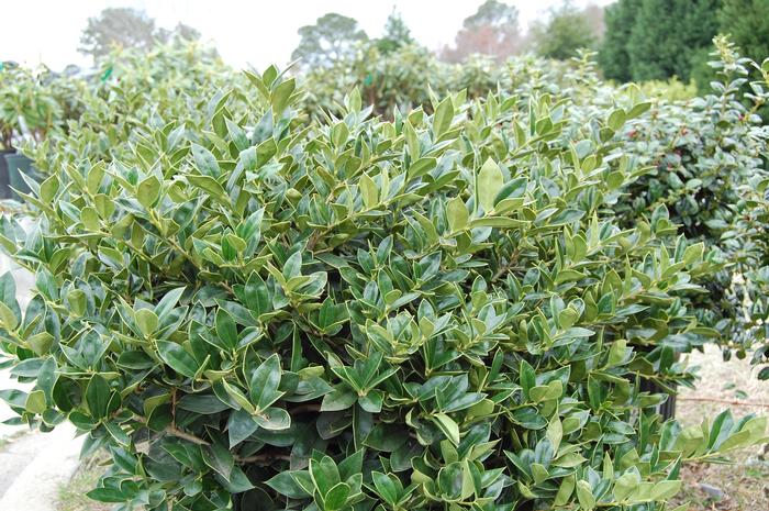 Ilex cornuta Carissa