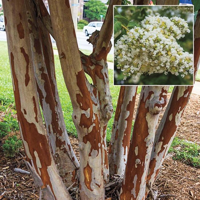 Lagerstroemia indica x fauriei Natchez