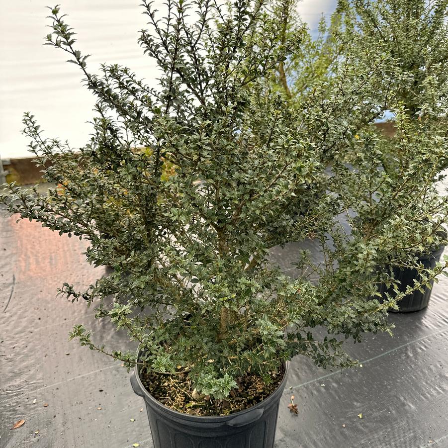 Osmanthus heterophyllus 'Kaori Hime' - Small Leaf False Holly from Chatham Tree Farm