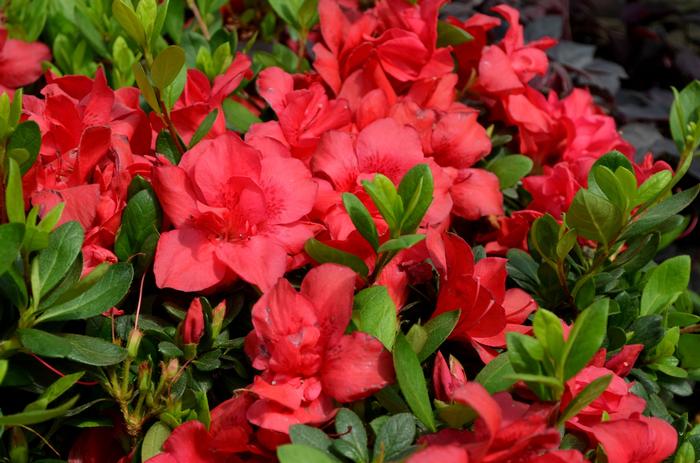 Rhododendron Encore® Autumn Bonfire®