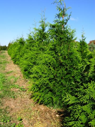 Thuja plicata x standishii Green Giant