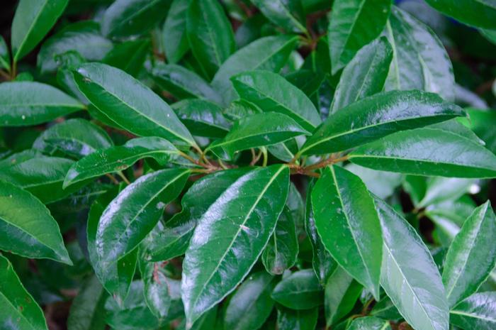 Viburnum awabuki Chindo