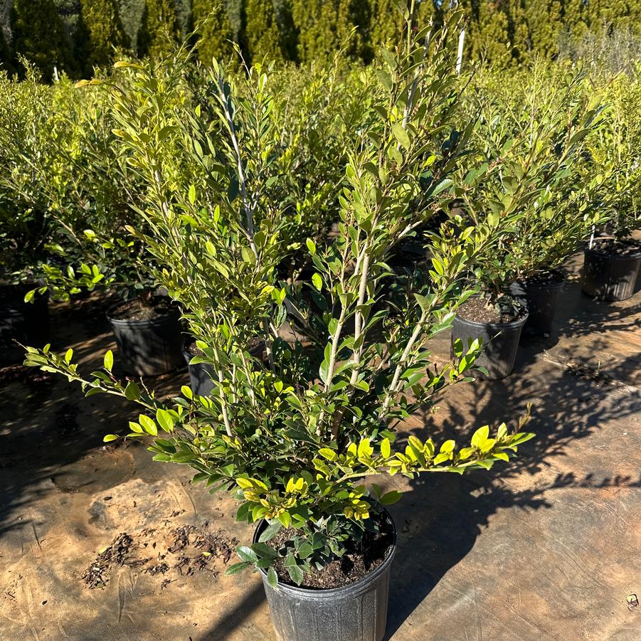 Distylium 'Emerald Heights' - Emerald Heights Distylium from Chatham Tree Farm