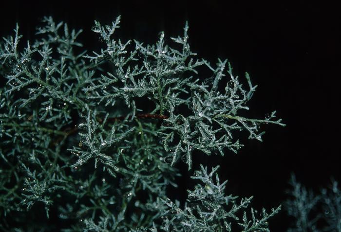 Cupressus arizonica Blue Ice