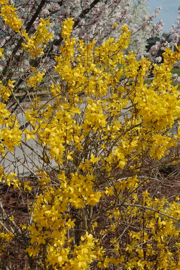 Forsythia x intermedia Lynwood Gold