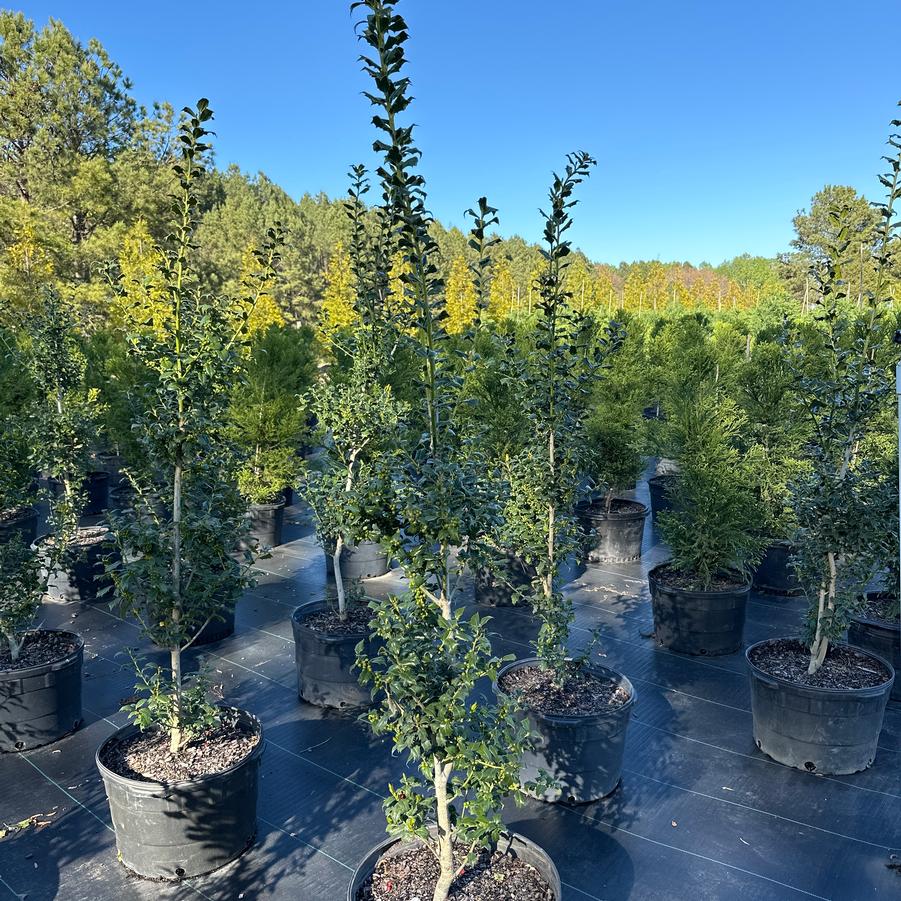 Ilex x aquipernyi 'Carolina Sentinel' - Carolina Sentinel Holly from Chatham Tree Farm