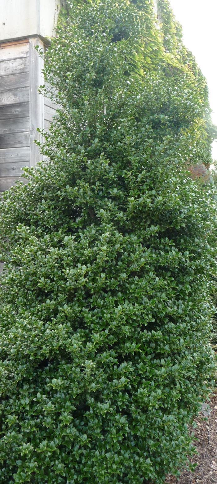 Ilex x latifolia Miss Patricia