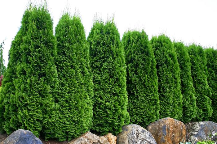 Thuja occidentalis Emerald