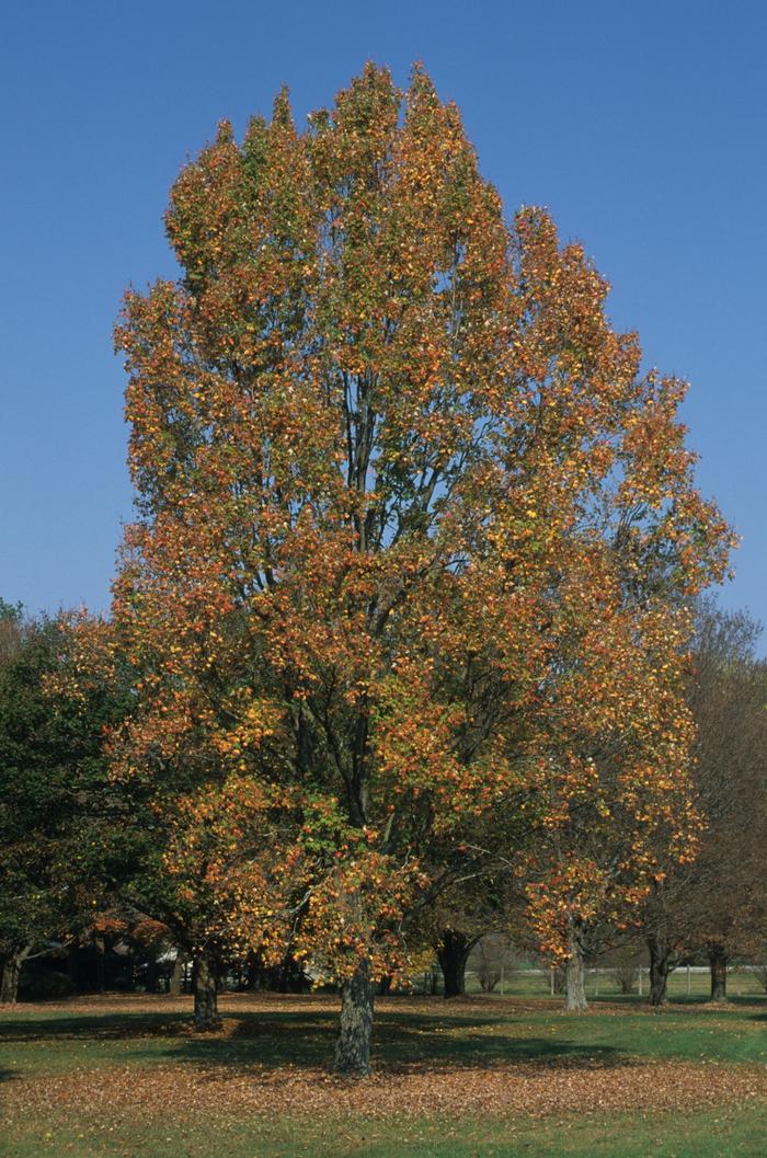 Acer rubrum Armstrong II