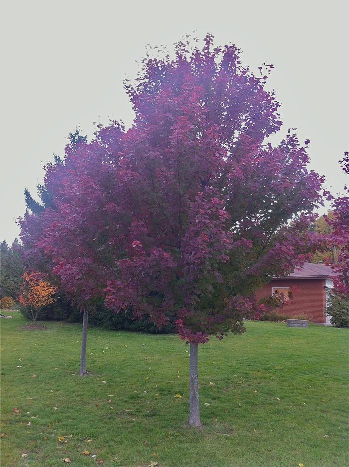 Acer rubrum Brandywine