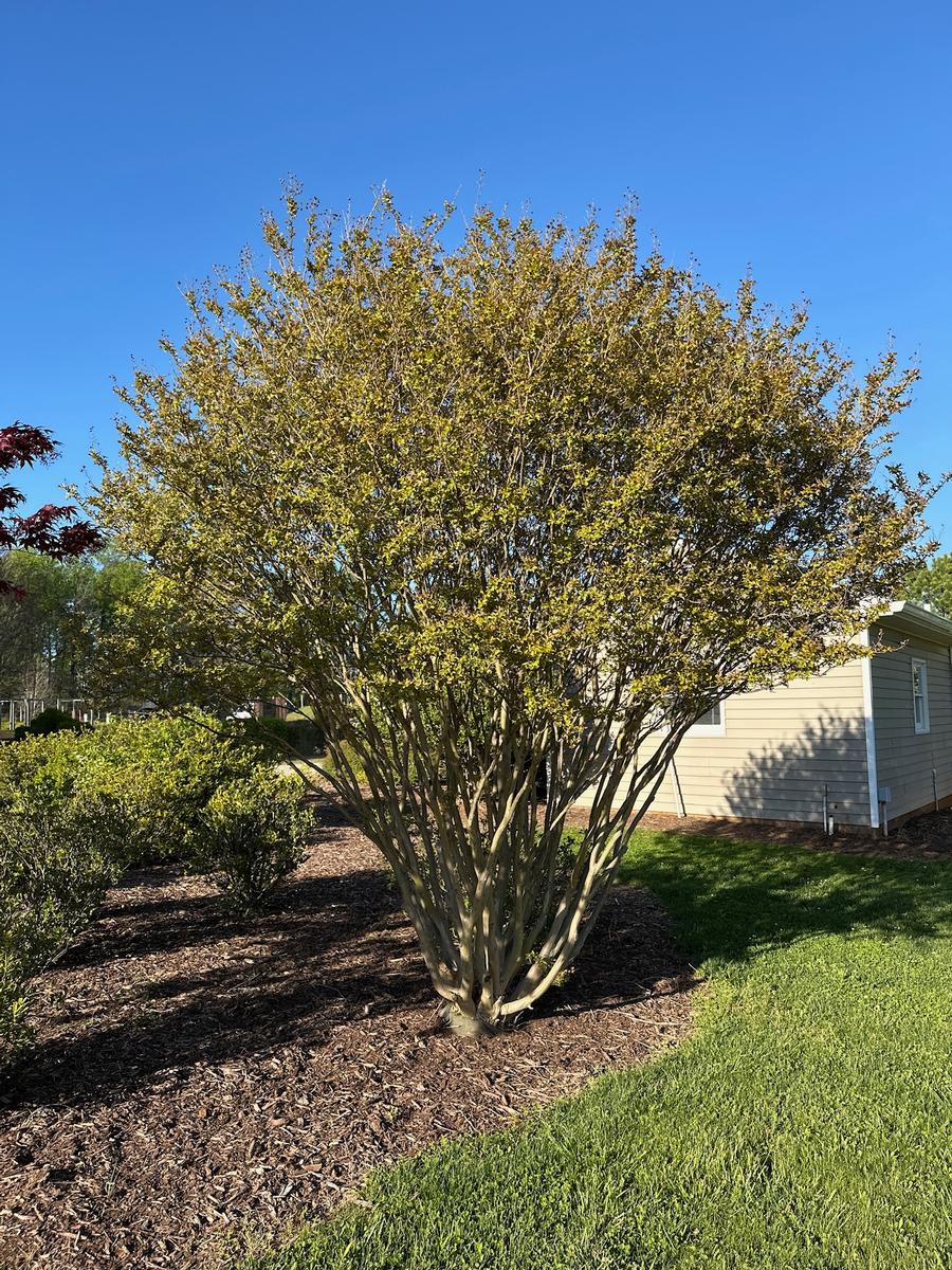 Lagerstromeia indica x fauriei Muskogee