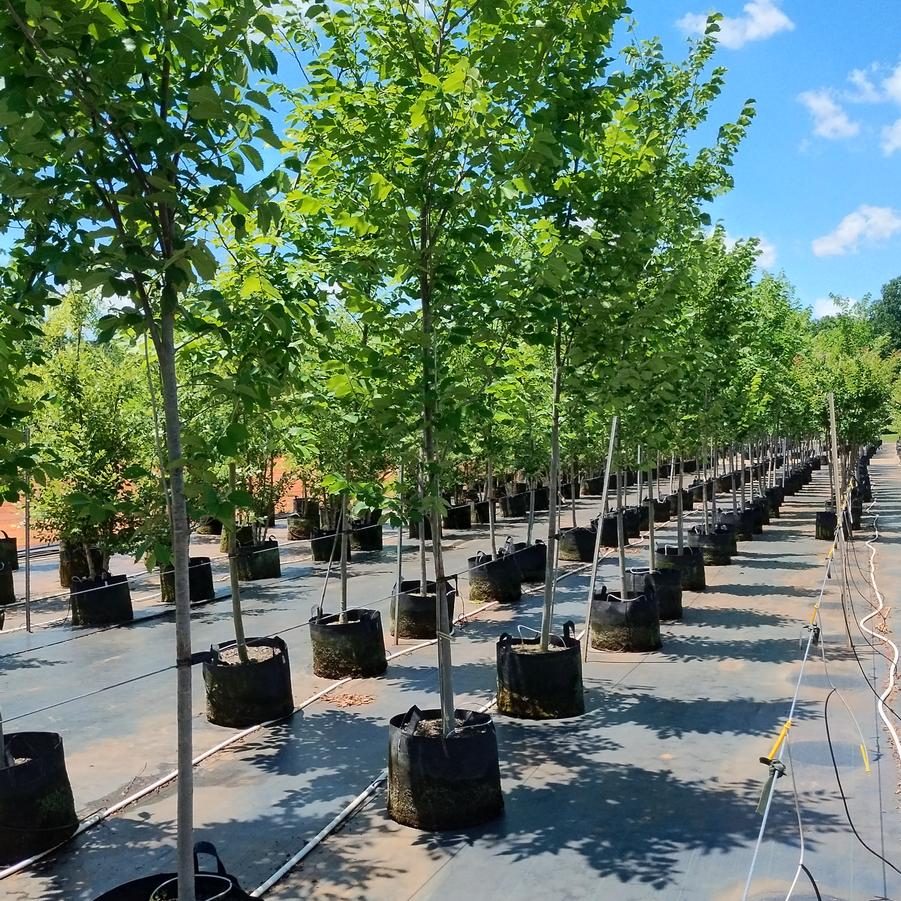 Ulmus Americana 'Princeton' - Princeton Elm from Chatham Tree Farm