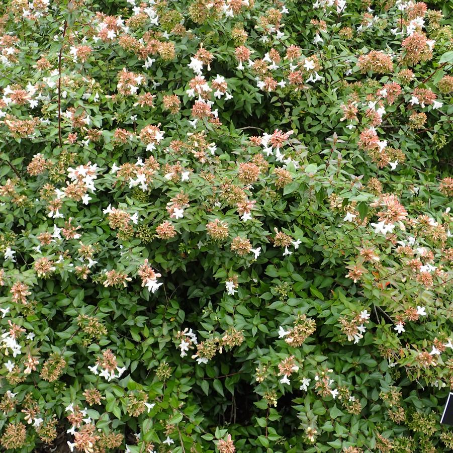 Abelia x grandiflora 'Little Richard'
**Image Credit: Krzysztof Ziarnek, Kenraiz, CC BY-SA 4.0 https://creativecommons.org/licenses/by-sa/4.0