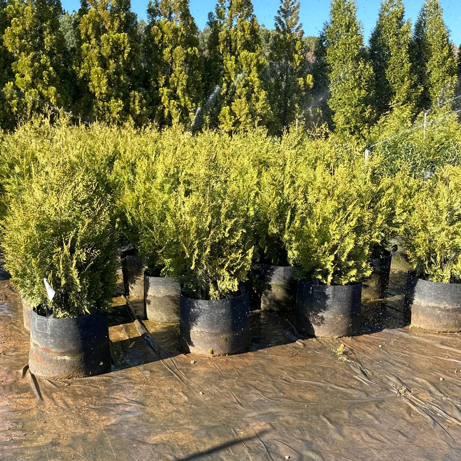 Thuja plicata 'Forever Goldy' - Forever Goldy from Chatham Tree Farm