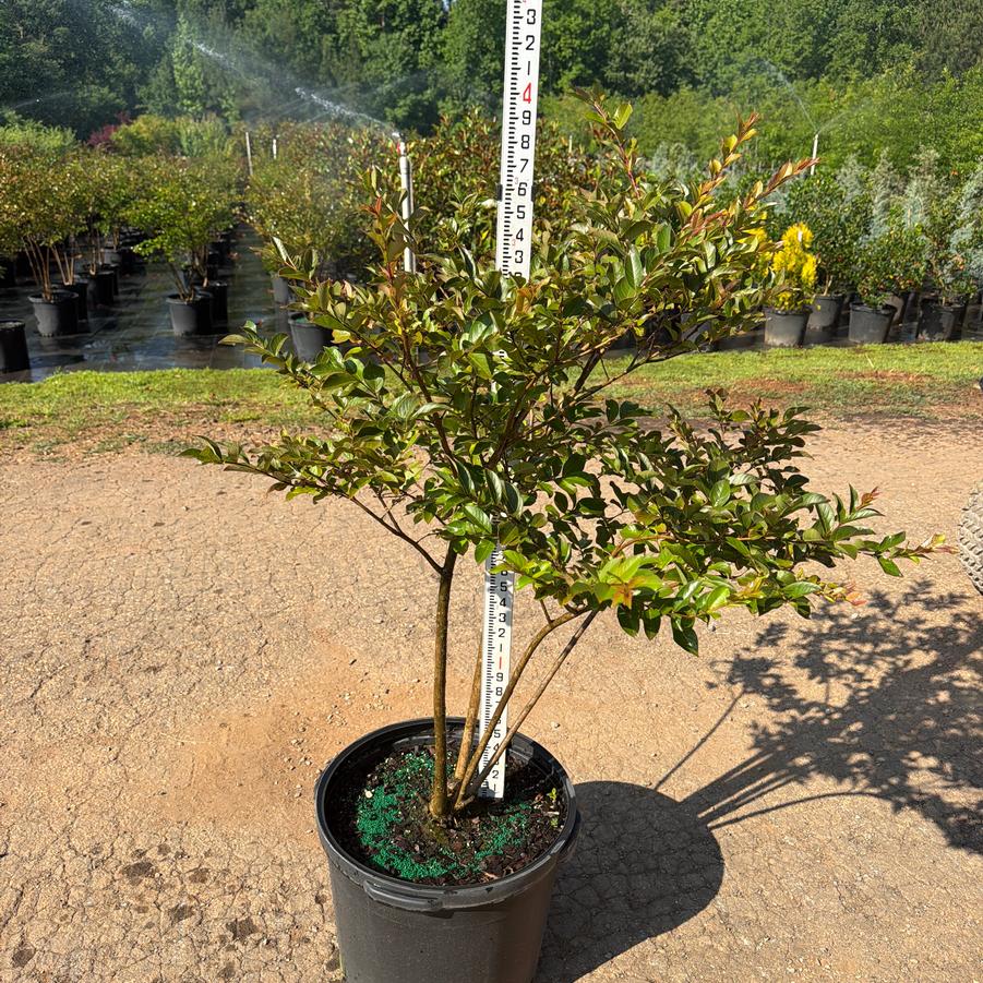 Lagerstroemia indica x fauriei 'Acoma' - Acoma Crape Myrtle from Chatham Tree Farm