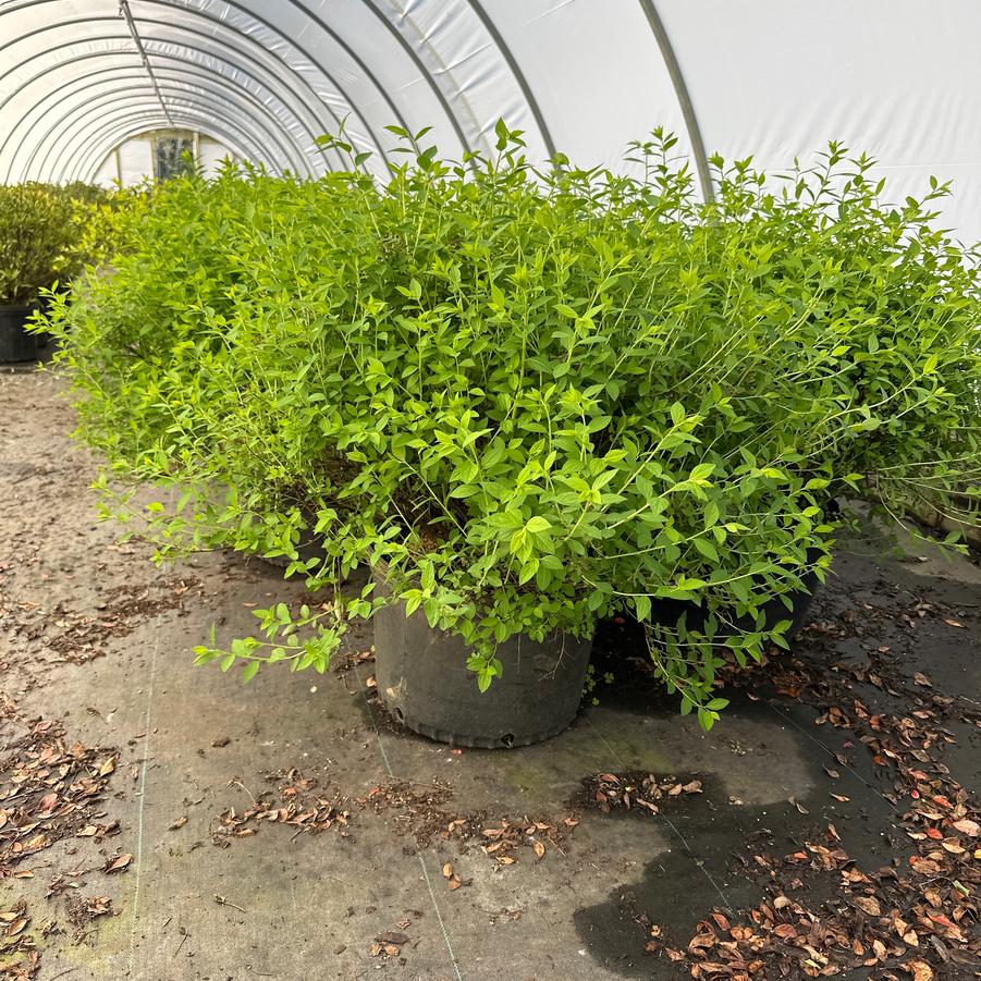 Spiraea japonica 'Little Princess' - Little Princess Spiraea from Chatham Tree Farm