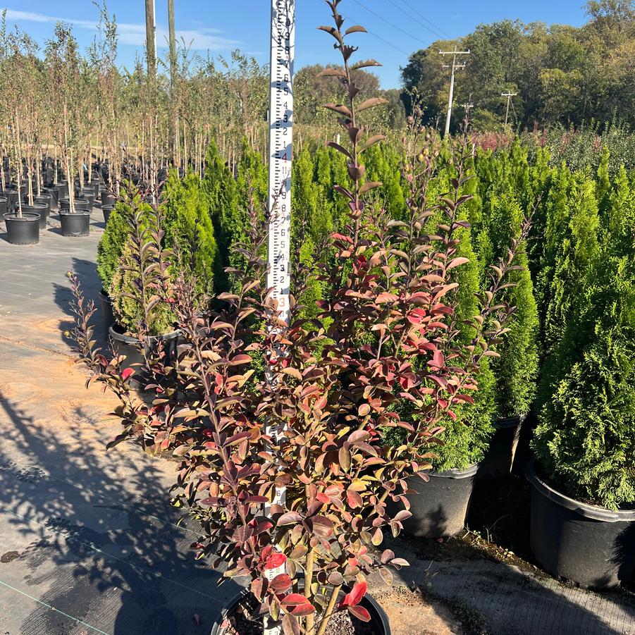 Lagerstroemia 'Miss Sandra' - Miss Sandra Crape Myrtle from Chatham Tree Farm