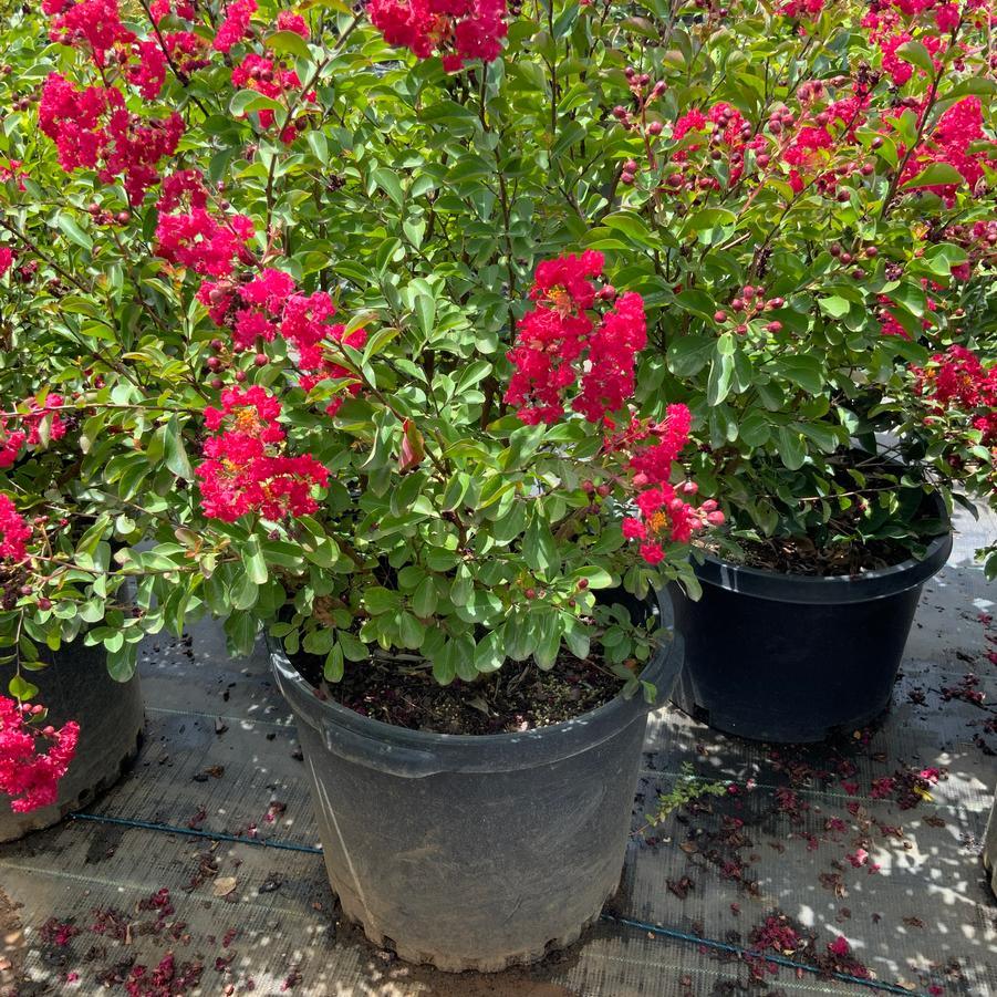 Lagerstroemia 'Regal Red' - Regal Red Crape Myrtle from Chatham Tree Farm