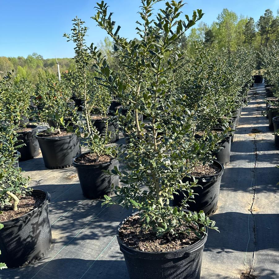 Ilex 'Little Red™' - Little Red Holly from Chatham Tree Farm