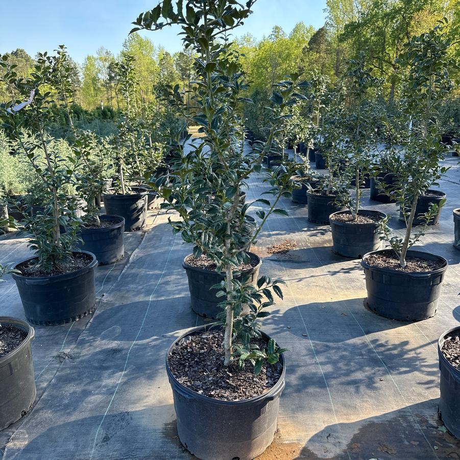 Ilex 'Mary Nell' Mary Nell Holly from Chatham Tree Farm