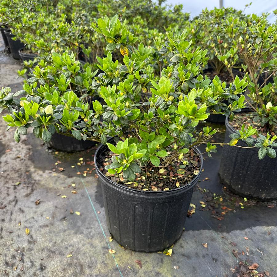 Rhododendron Linwood hybrid 'Hardy Gardenia' - Hardy Gardenia from Chatham Tree Farm