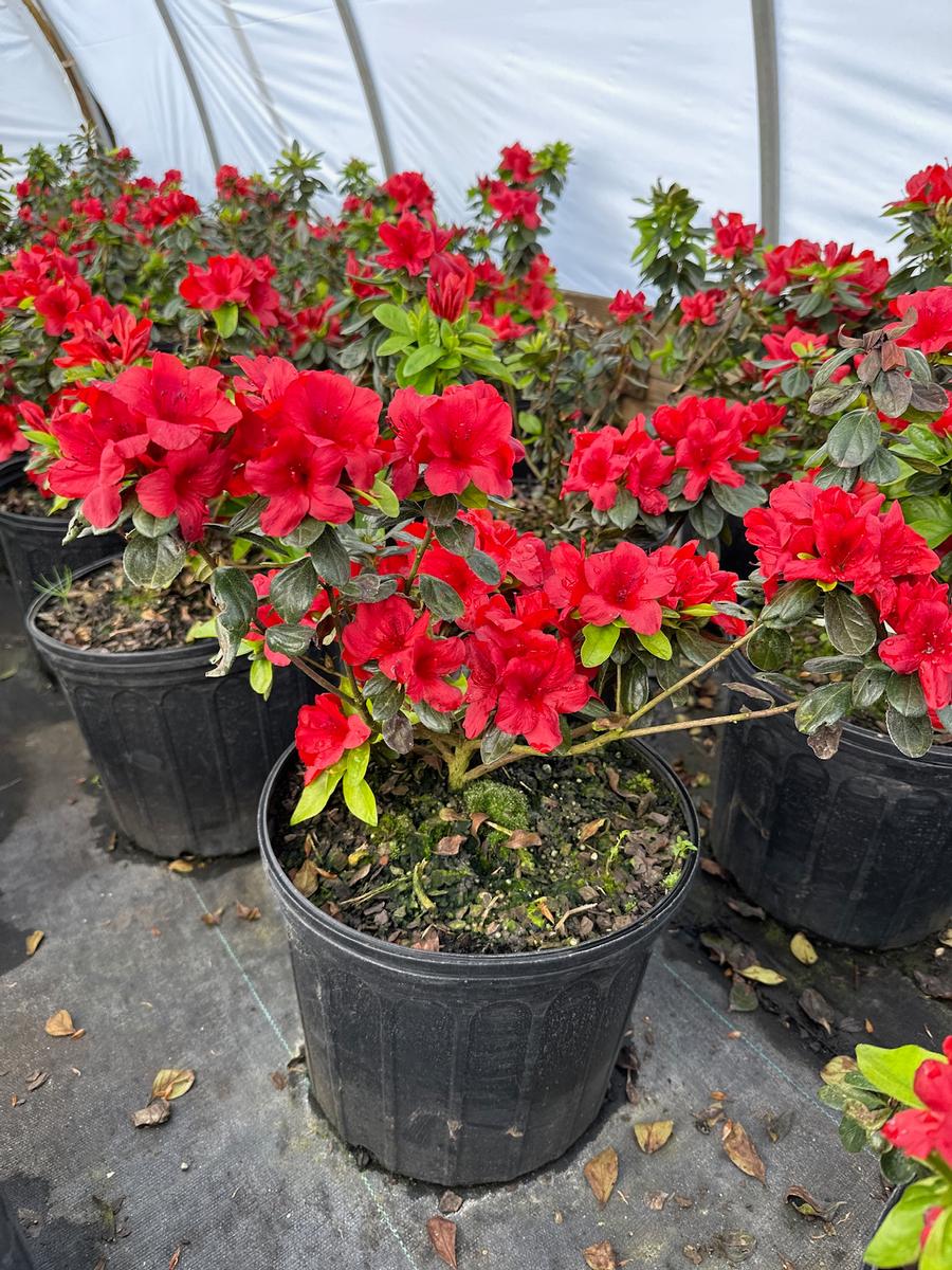 Rhododendron Harris hybrid 'Midnight Flare' - Midnight Flare from Chatham Tree Farm