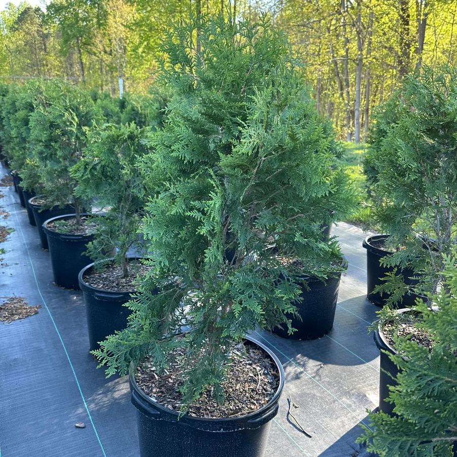 Thuja occidentalis 'Nigra' - Dark American Arborvitae from Chatham Tree Farm