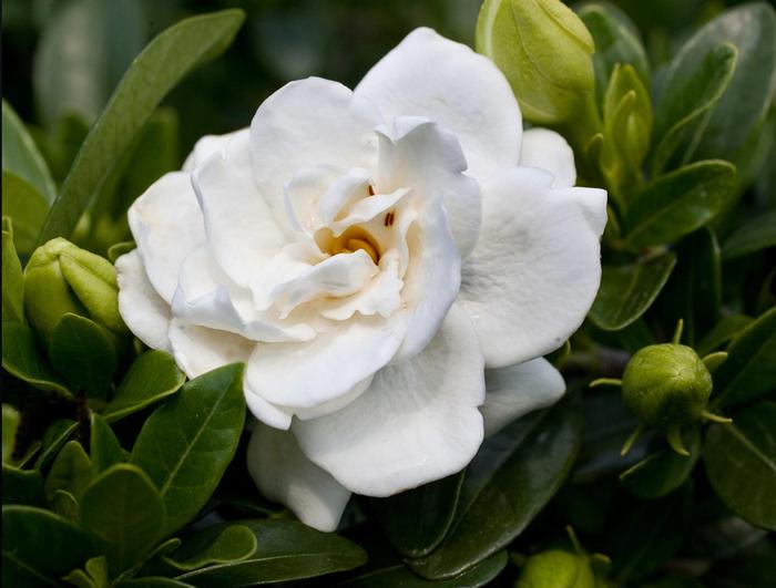 Gardenia augusta Crown Jewel