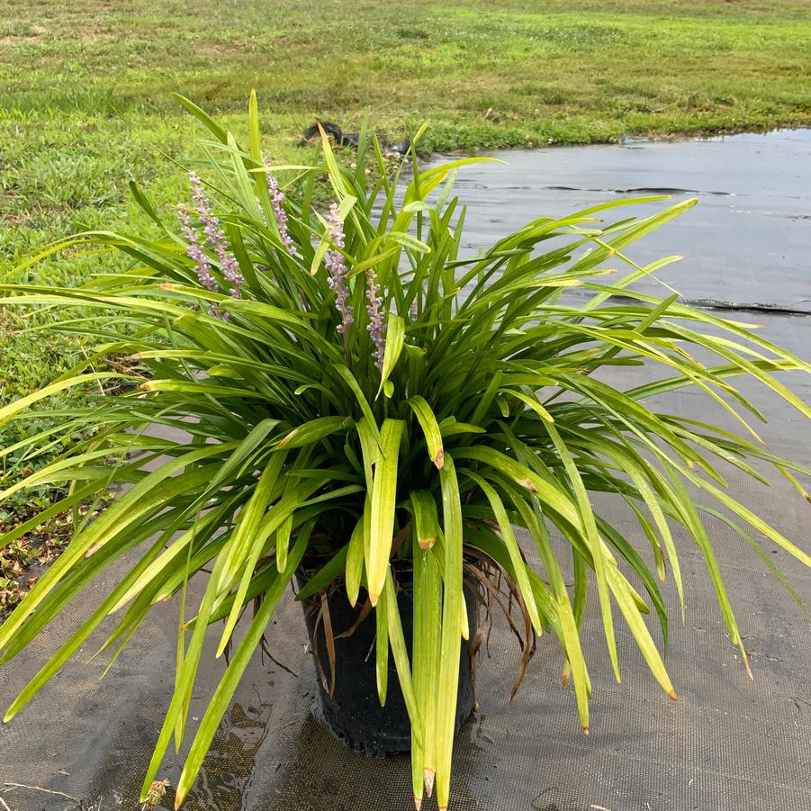 Liriope Big Blue Big Blue - Monkey grass from Chatham Tree Farm