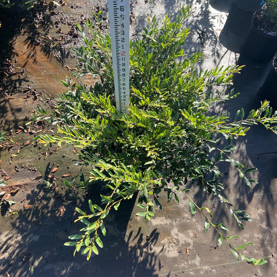 Distylium sp. 'Swing Low' - from Chatham Tree Farm