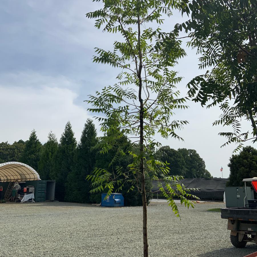Pistacia chinensis - Chinese Pistchio from Chatham Tree Farm
