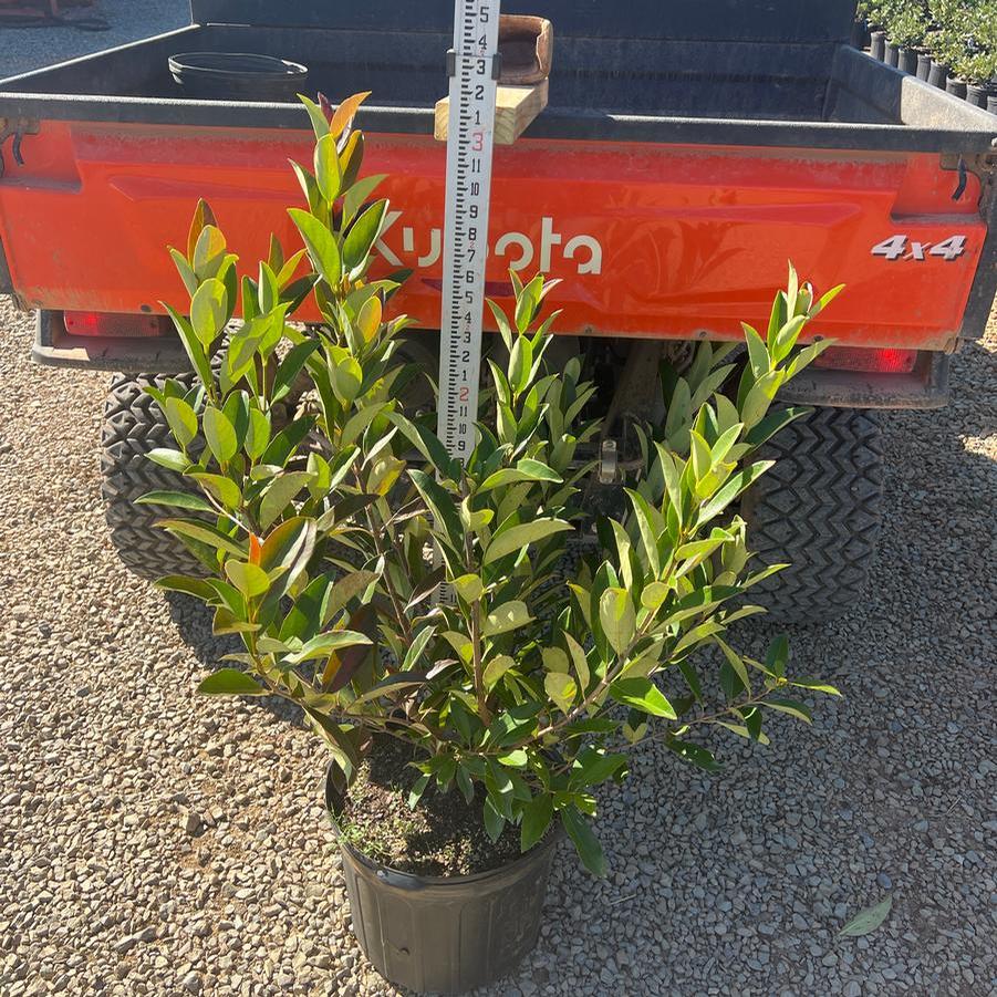 Viburnum odoratissimum 'Coppertop™' - Sweet Viburnum from Chatham Tree Farm