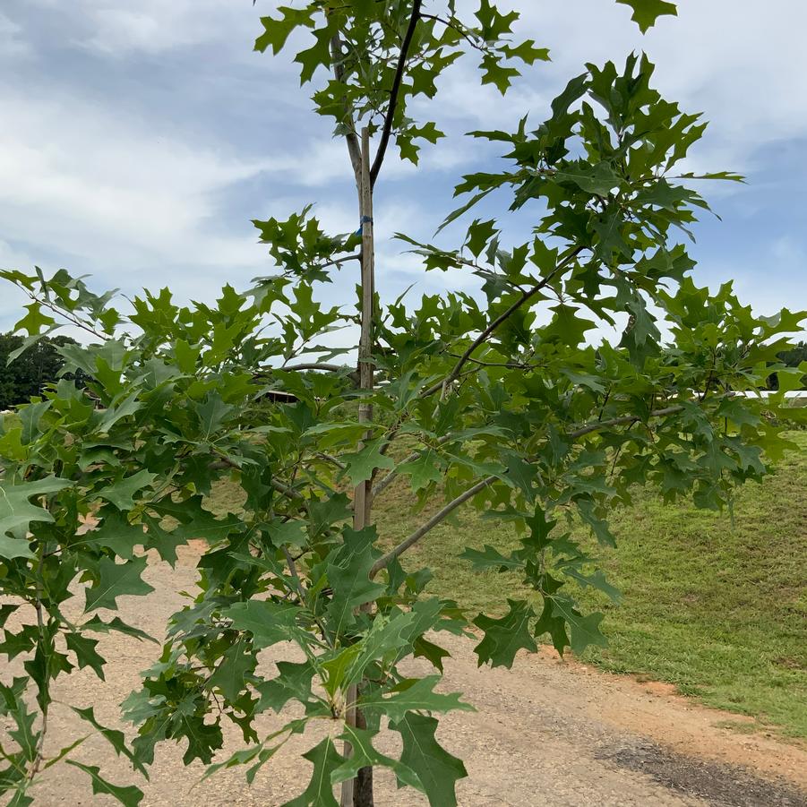 Quercus palustris - Pin Oak from Chatham Tree Farm