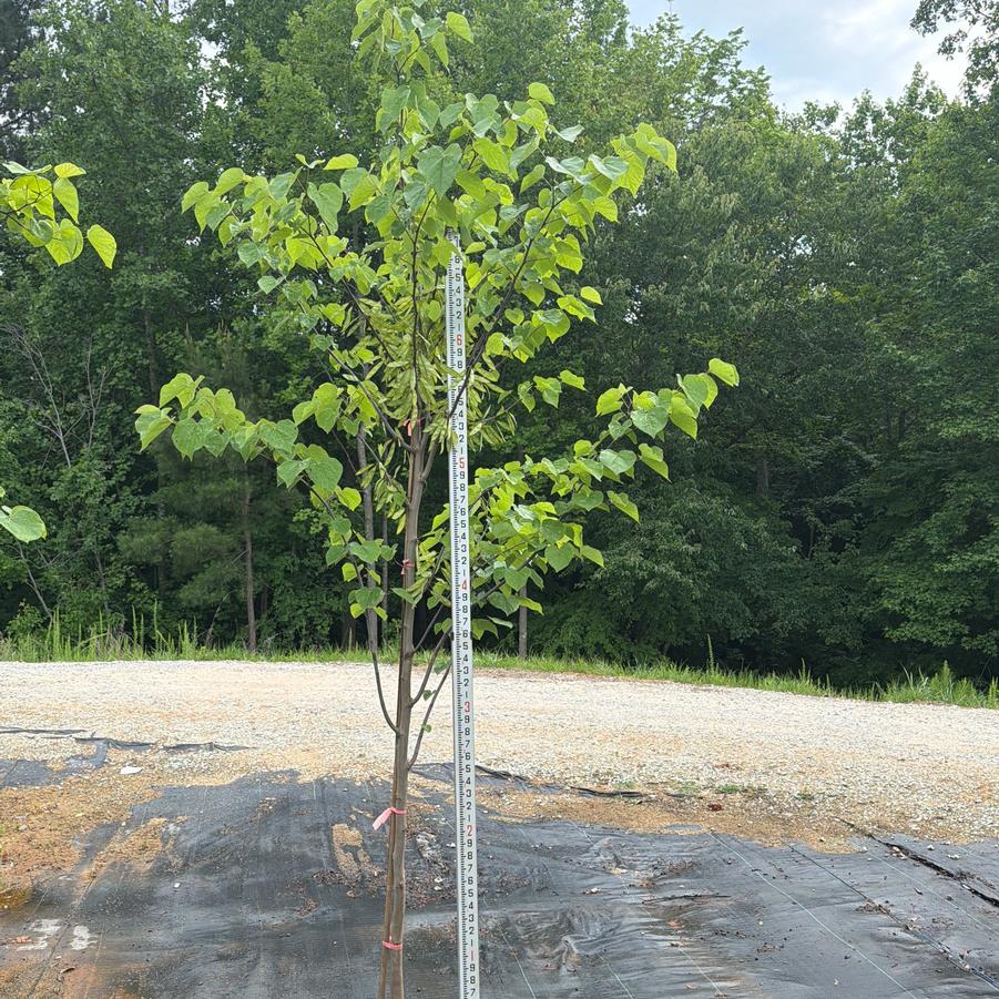 Cercis Canandensis - Eastern Redbud from Chatham Tree Farm