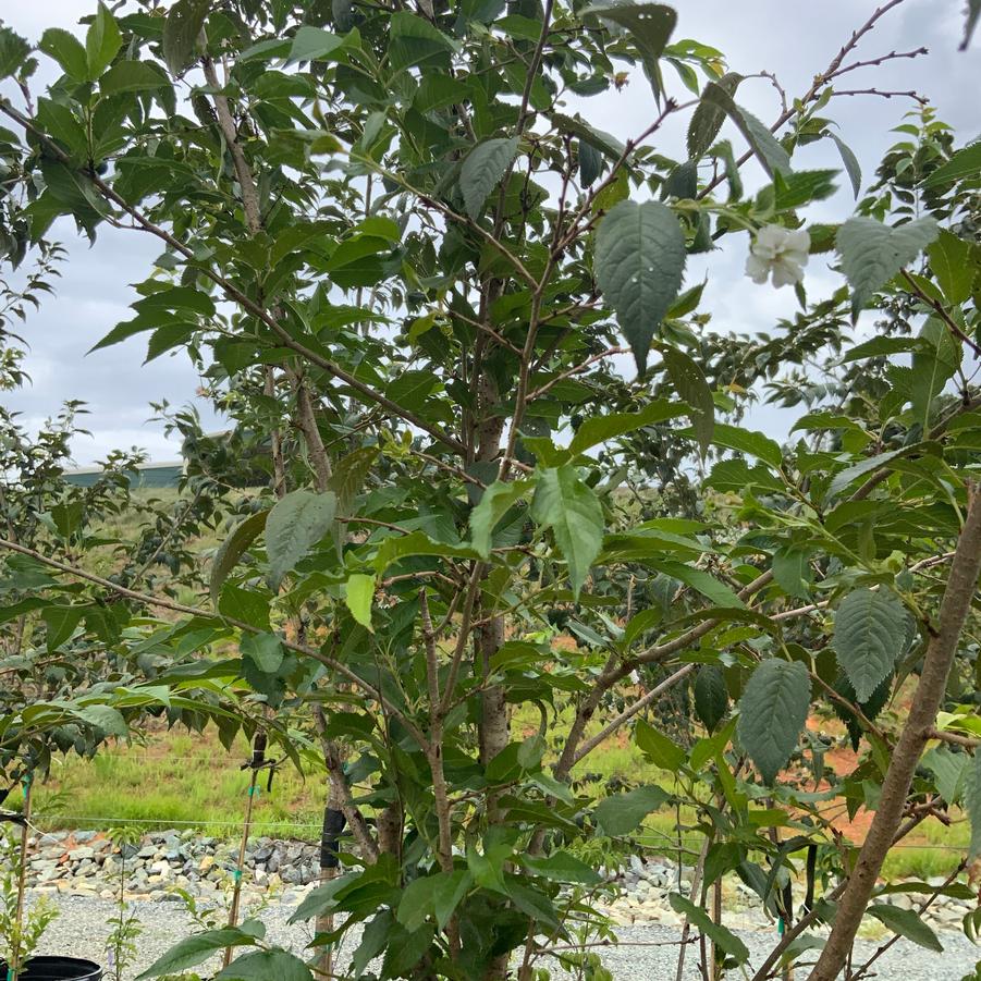 Zelkova serrata 'Village Green' - Village Green Zelkova from Chatham Tree Farm