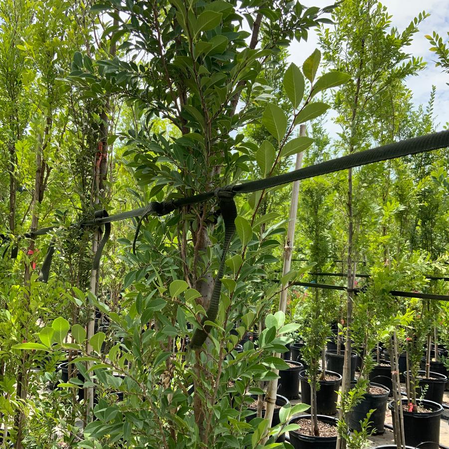 Ulmus parvifolia 'Everclear' 'Everclear' - Lacebark Elm from Chatham Tree Farm