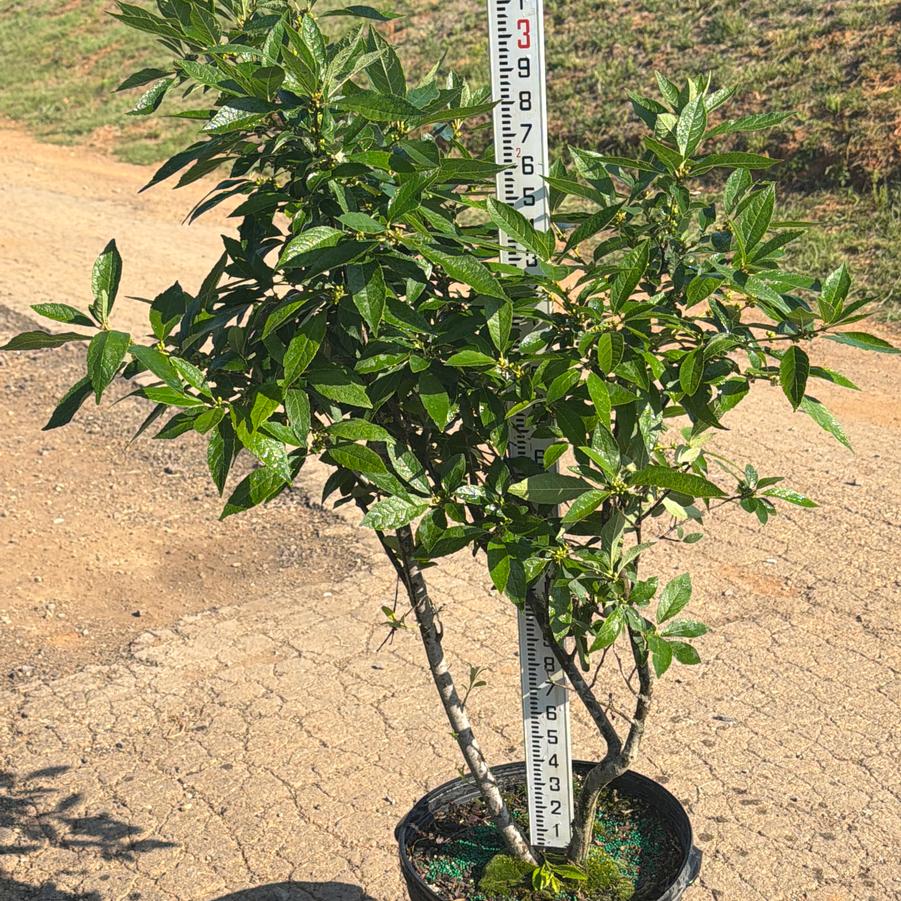 Ilex x Sparkleberry 'Sparkleberry' - 'Sparkleberry' from Chatham Tree Farm
