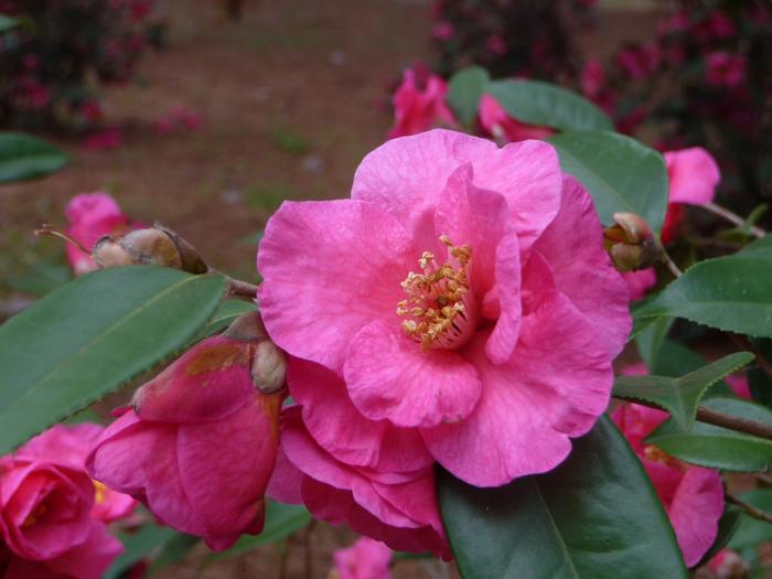Camellia sasanqua Kanjiro