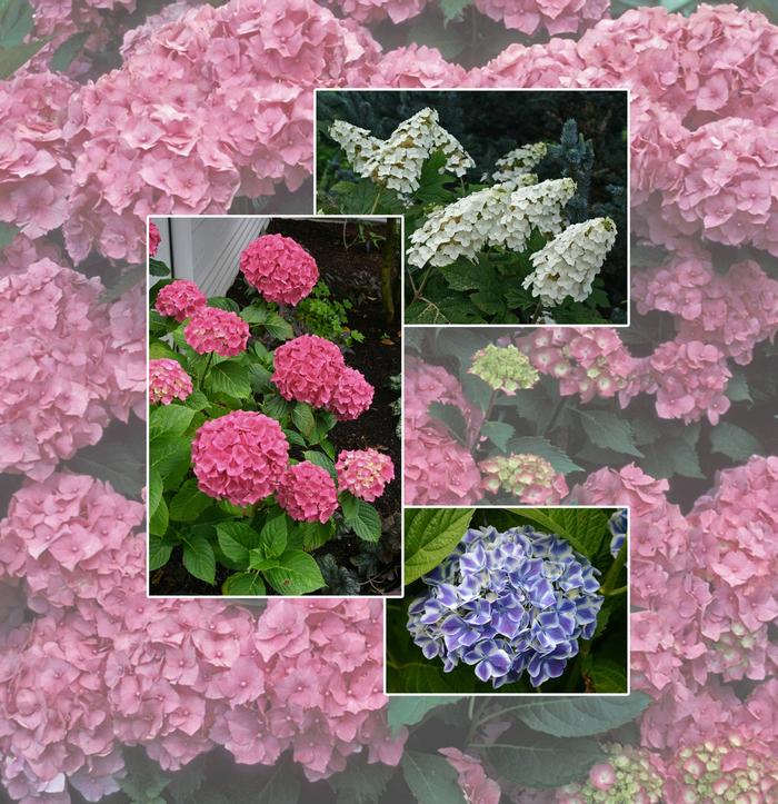 Hydrangea 