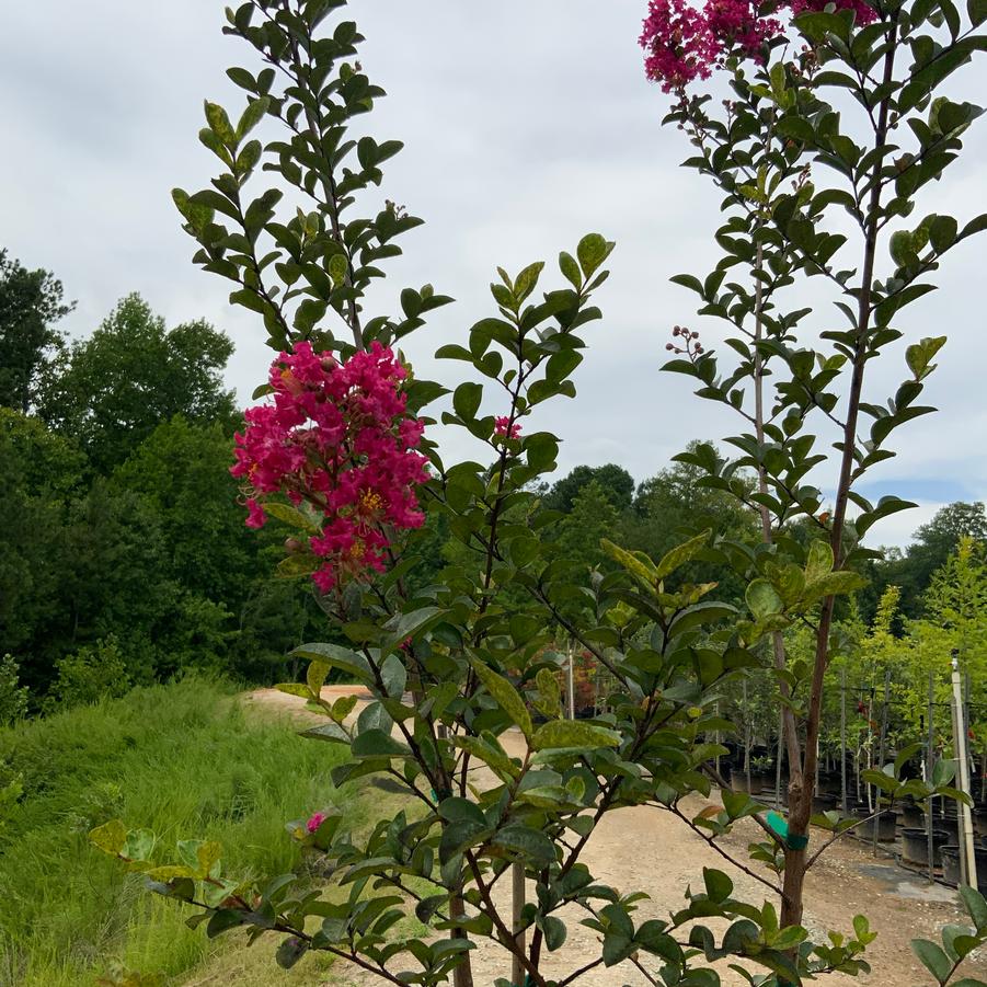 Lagerstroemia indica x fauriei 'Tonto Crape Myrtle' - Tonto Crape Myrtle from Chatham Tree Farm