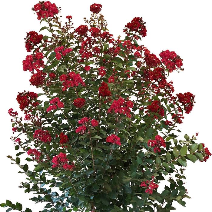 Lagerstroemia Colorama™ Scarlet