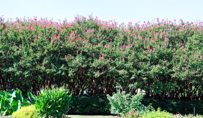 Lagerstroemia indica x faur Muskogee