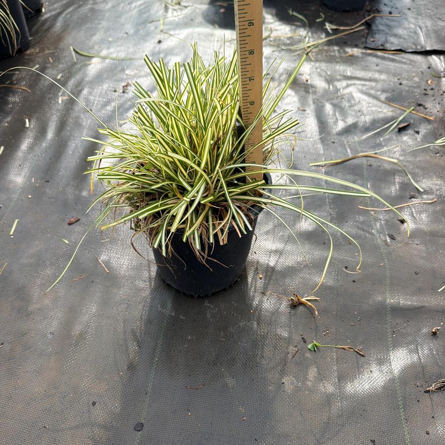 Carex Hybrid 'Feather Falls' - Carex Feather Falls from Chatham Tree Farm