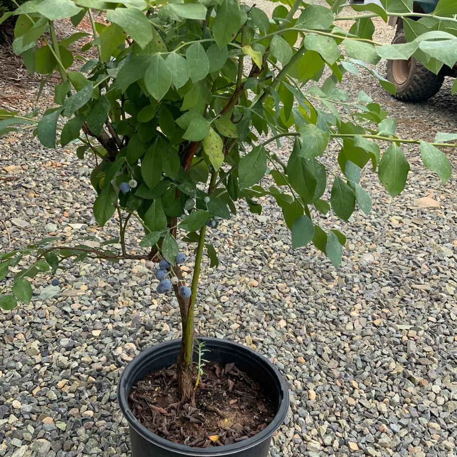 Vaccinium ashei 'Powder Blue' - Rabbiteye Blueberry from Chatham Tree Farm