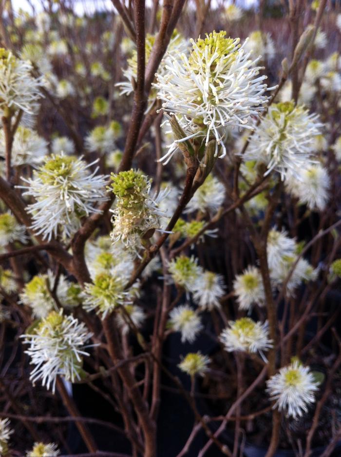 Fothergilla major Mount Airy
