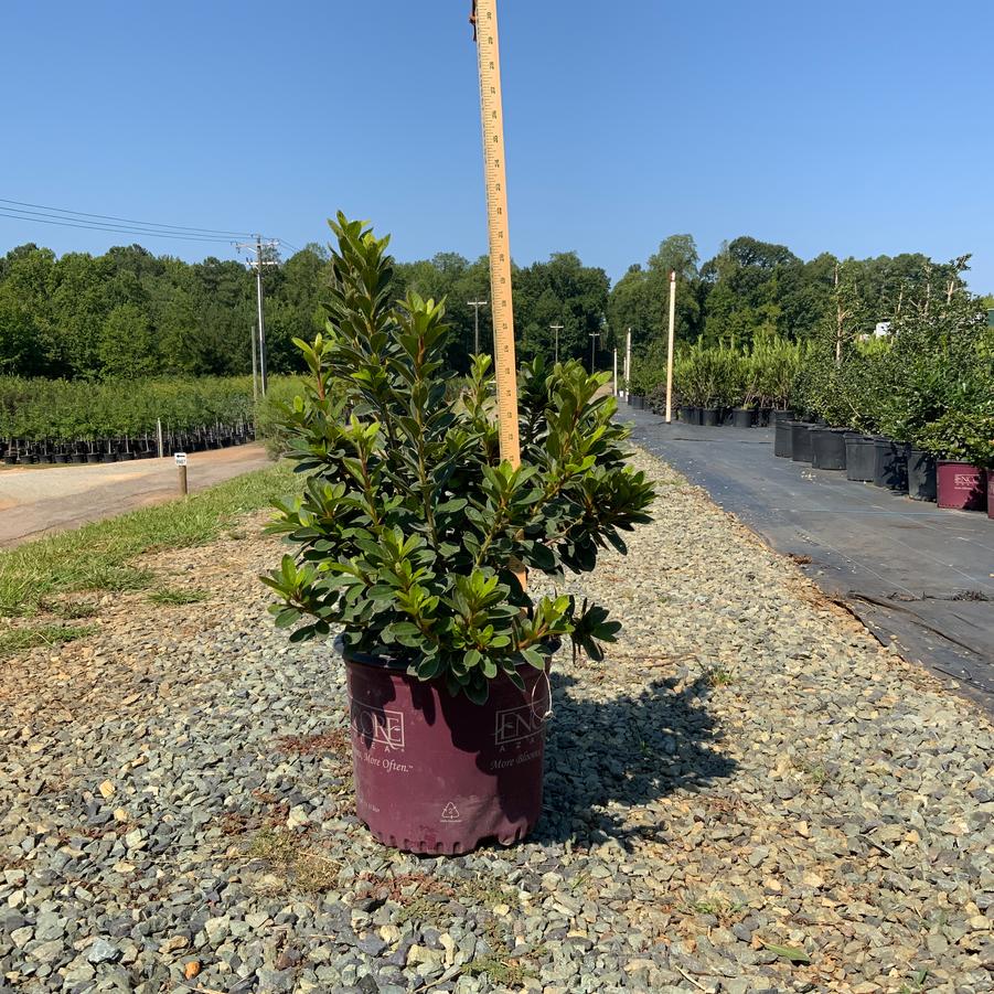Rhododendron Encore® 'Autumn Royalty®' - Azalea from Chatham Tree Farm