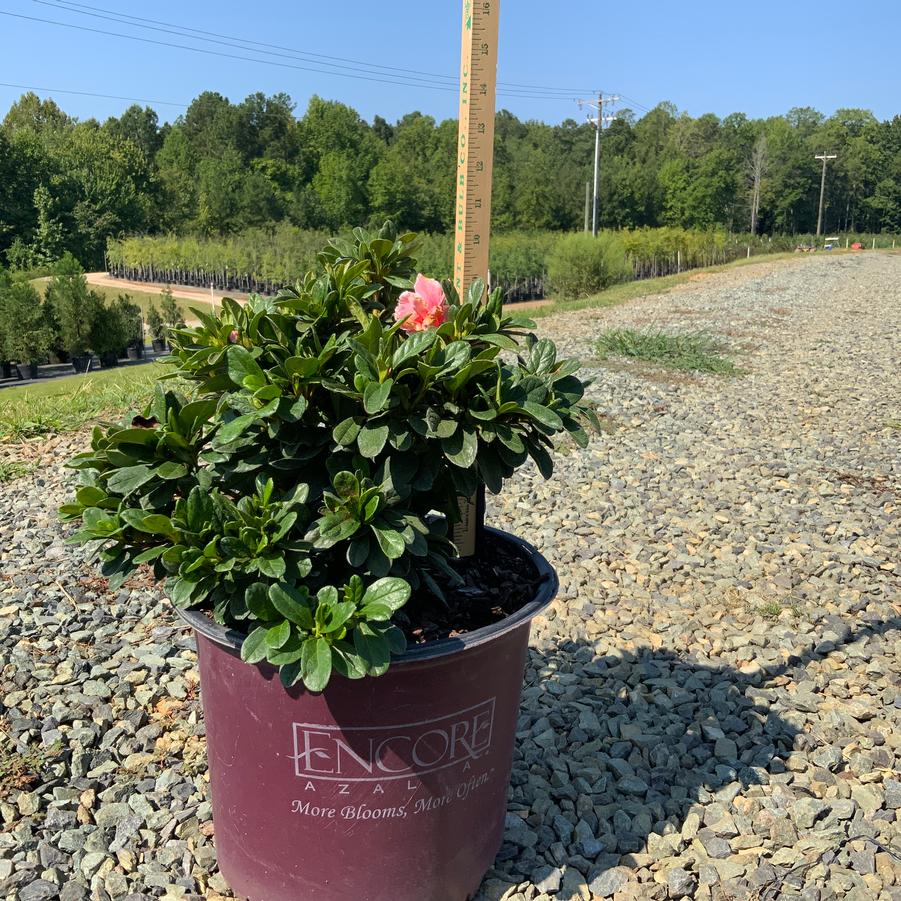 Rhododendron Encore® 'Autumn Sunburst®' - Azalea from Chatham Tree Farm