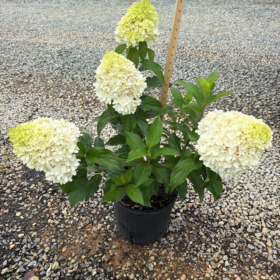 Hydrangea paniculata 'Sweet Starlight™' - Hydrangea from Chatham Tree Farm