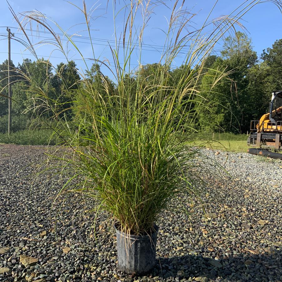Miscanthus sinensis 'Adagio' - Dwarf Japanese Silver Grass from Chatham Tree Farm