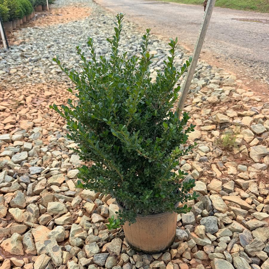Ilex crenata 'Compacta' - Compact Japanese Holly from Chatham Tree Farm